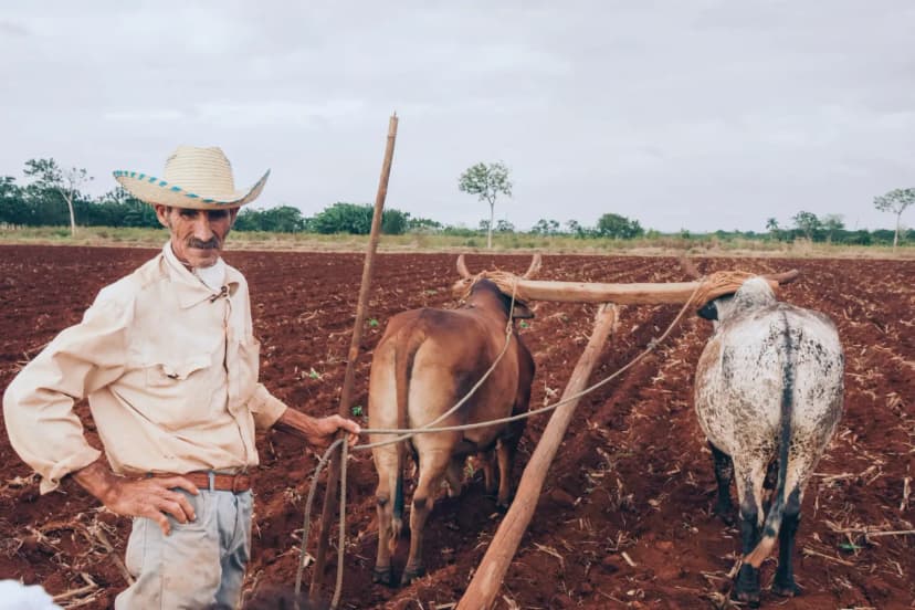 An elderly farmer plows a field with oxen in a rural setting.