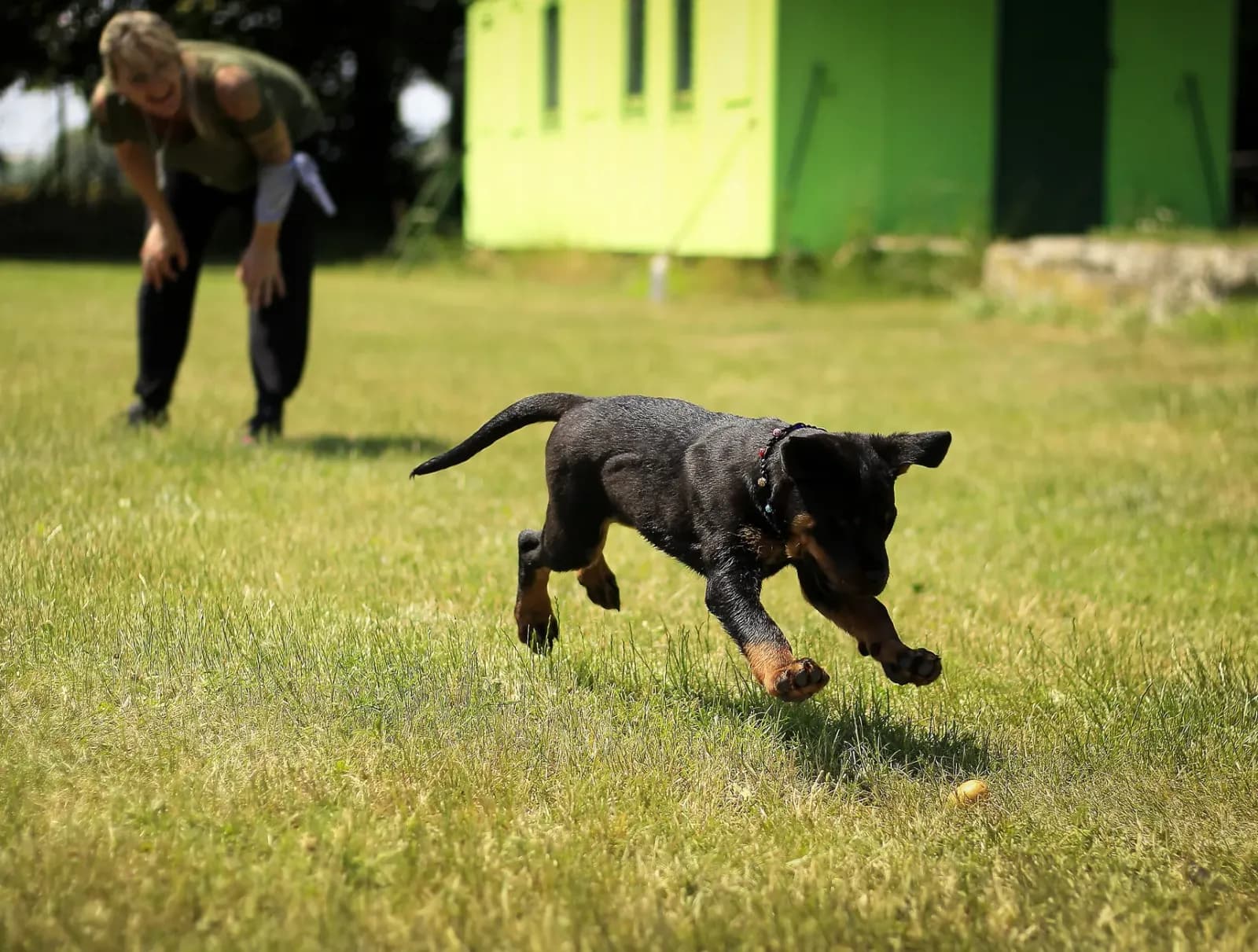 köpek eğitmeni köpeğiyle çalışırken, at eğitmeni eğitim sehnesi, profesyonel hayvan eğitmeni çalışma ortamı