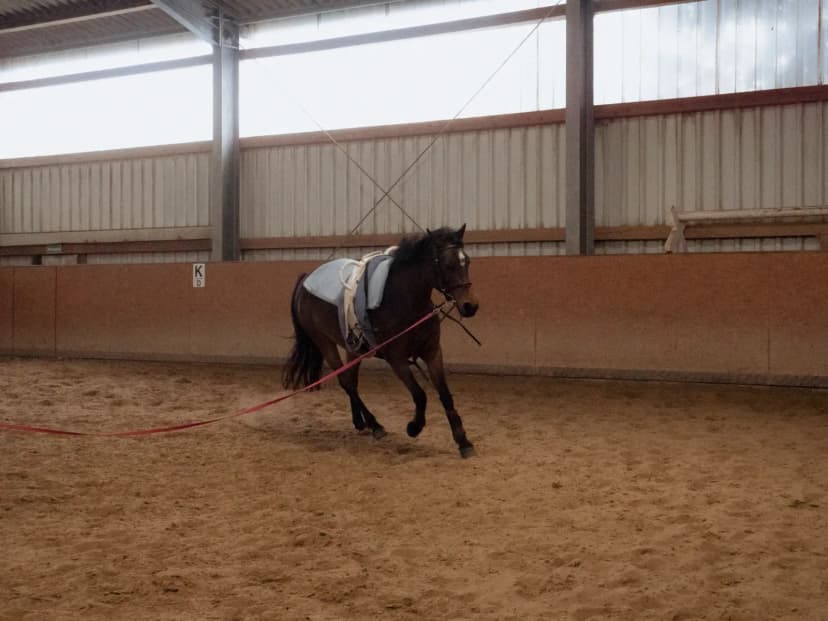 A horse training session inside an arena, showcasing equestrian skills.
