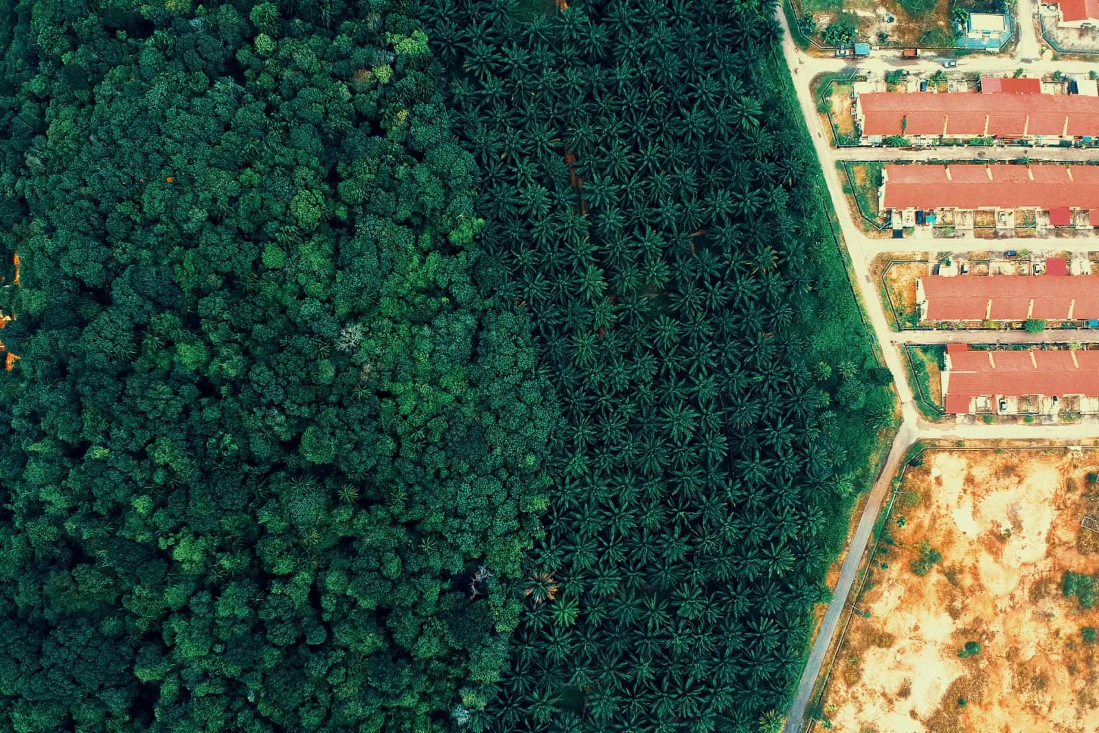 A striking aerial view showing the contrast between lush forest and adjacent housing development.
