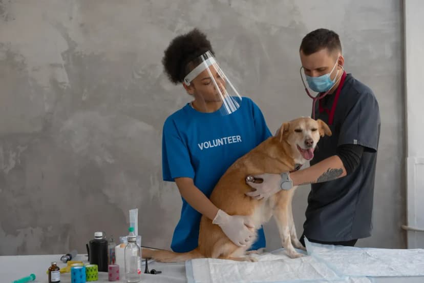 veterinerlik klinik çalışanı